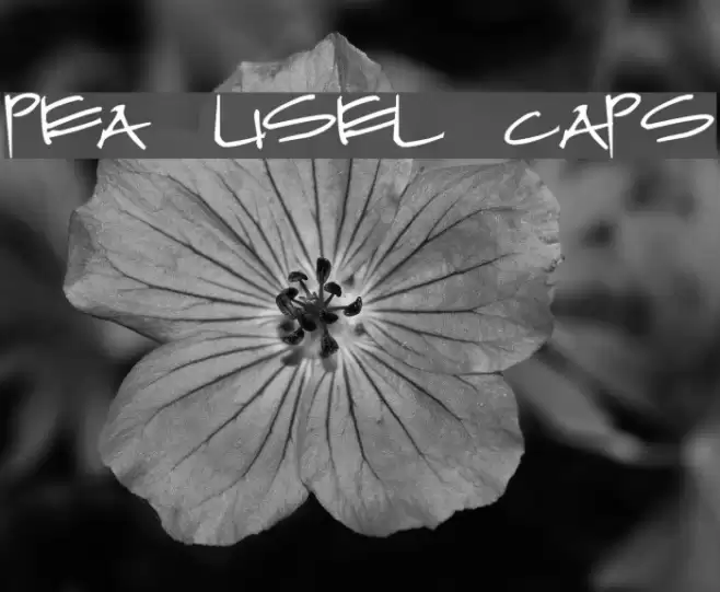 Pea Lisel Caps Font examples