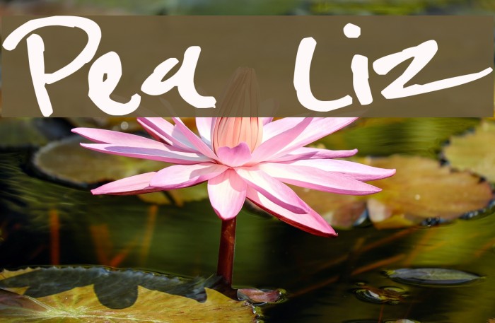 Pea Liz Font examples