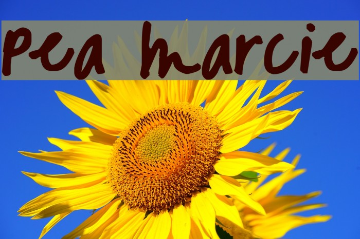 Pea Marcie Font examples