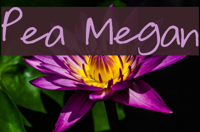 Pea Megan Font examples