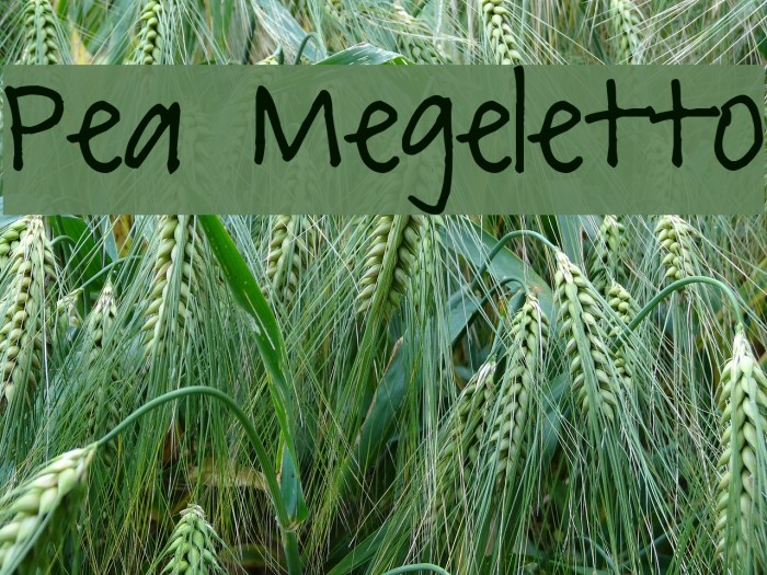 Pea Megeletto Font examples