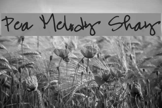 Pea Melody Shay Font examples