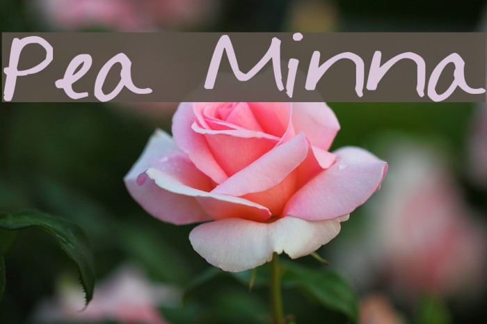 Pea Minna لخطوط تنزيل examples