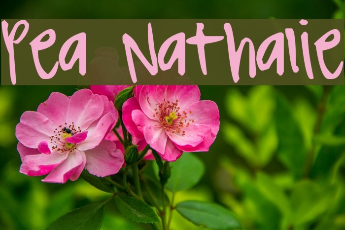 Pea Nathalie Font examples