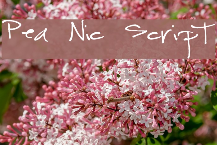 Pea Nic Script Font examples
