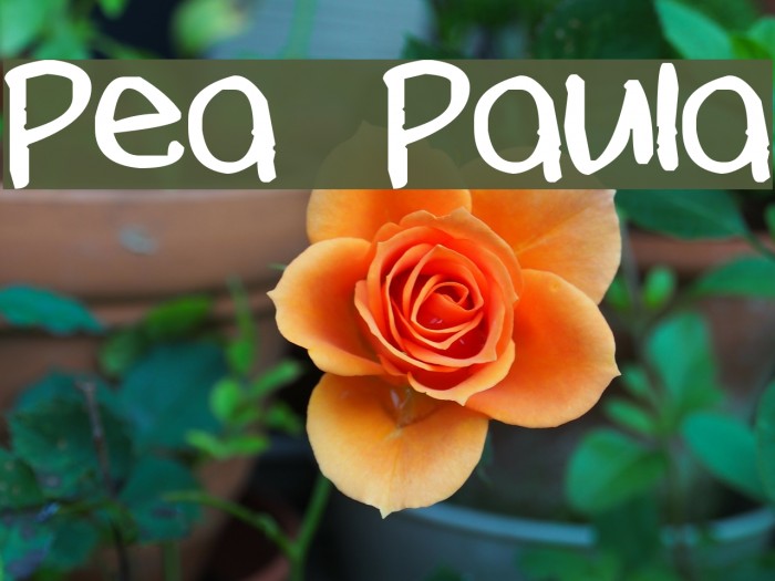 Pea Paula Font examples