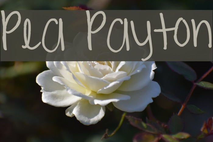 Pea Payton Font examples