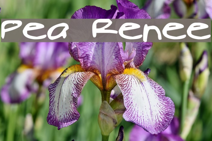 Pea Renee Font examples