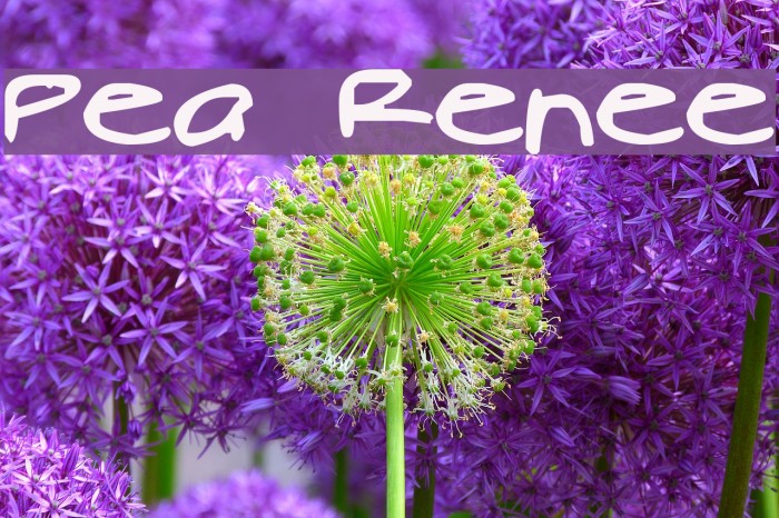 Pea Renee Font examples