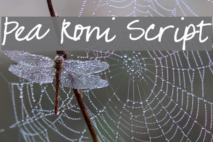 Pea Roni Script Font examples