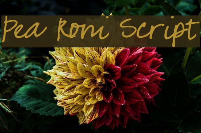 Pea Roni Script Font examples