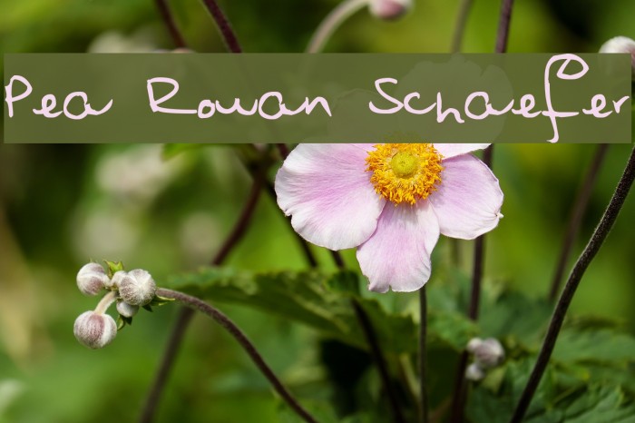 Pea Rowan Schaefer Example 2