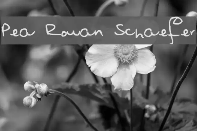 Pea Rowan Schaefer Font examples