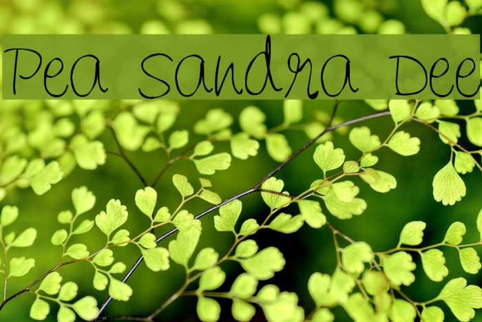 Pea Sandra Dee Font examples