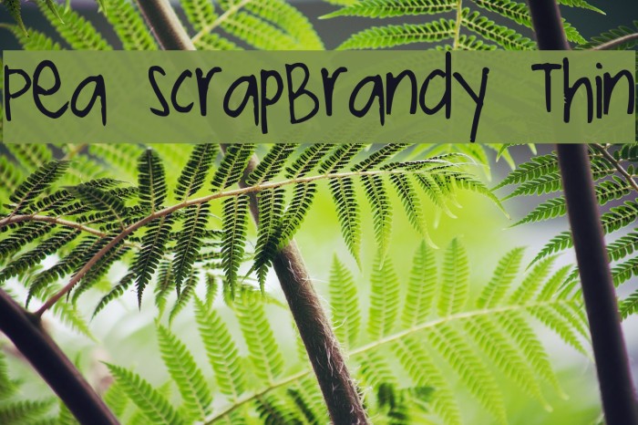 Pea ScrapBrandy Thin Font examples