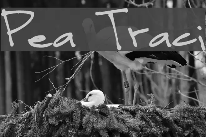 Pea Traci Font examples