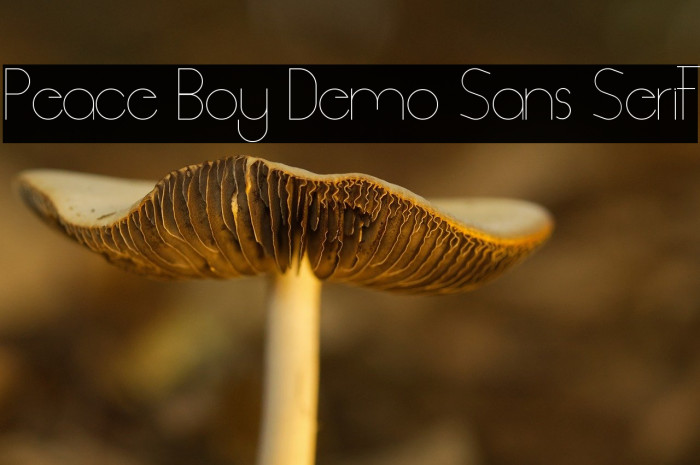 Peace Boy Demo Sans Serif Example 1
