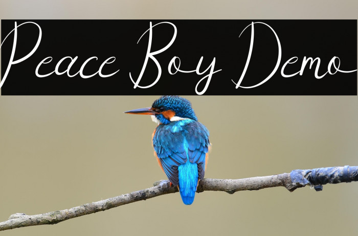 Peace Boy Demo Example 2