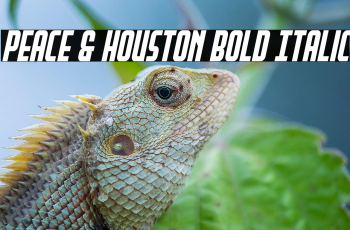 Peace & Houston Bold Italic Example 2