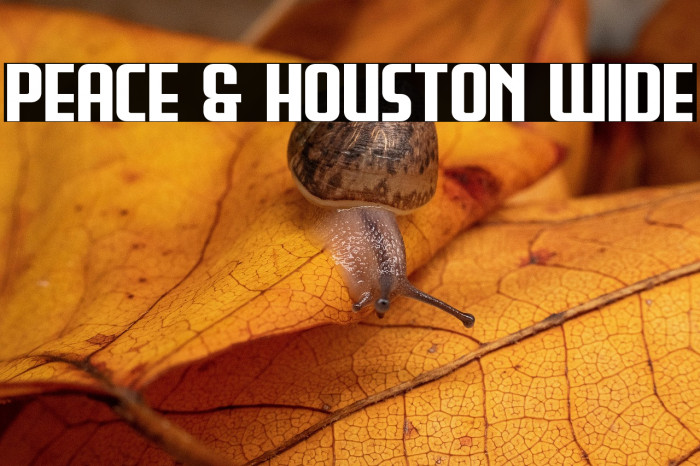 Peace & Houston Wide Example 2