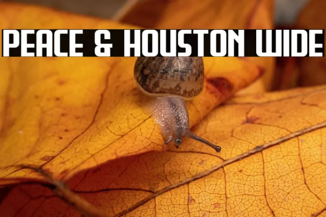 Peace & Houston Wide Example 2