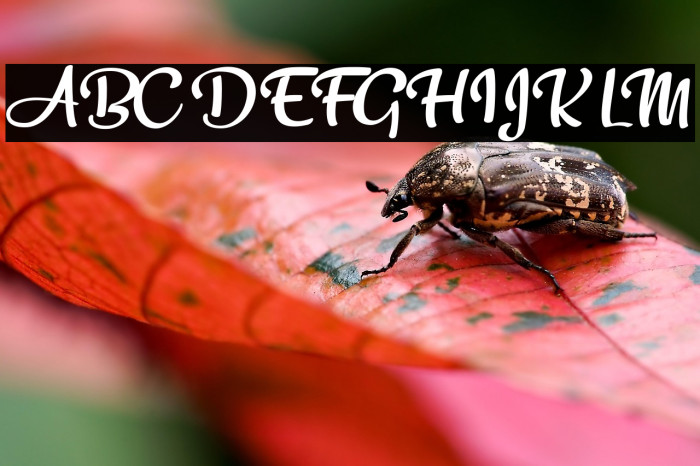 Peacemaker Example 1