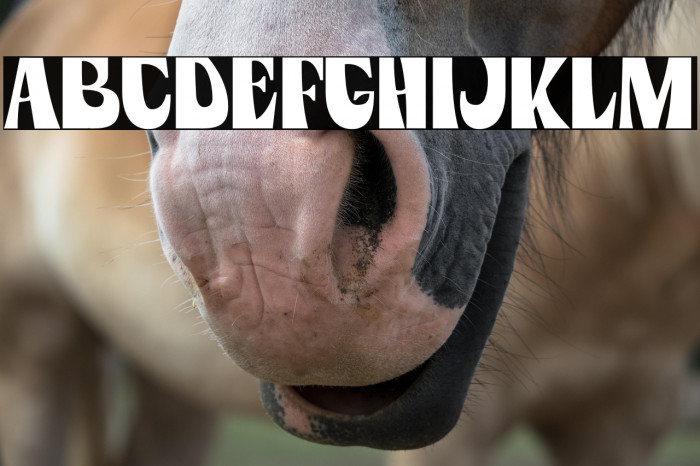 Peach Lotus Personal Use Example 1