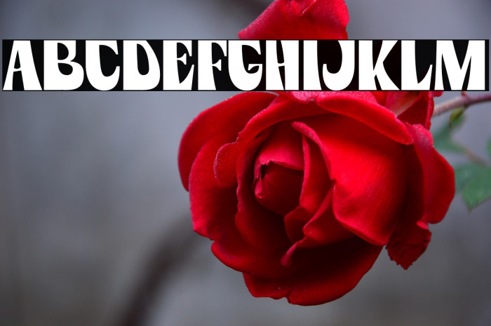 Peach Lotus Personal Use Example 3