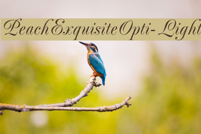 PeachExquisiteOpti-Light Font examples