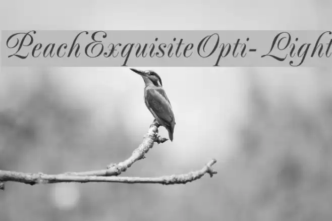 PeachExquisiteOpti-Light Font examples