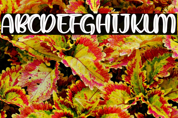 Peachy Mochi Example 3