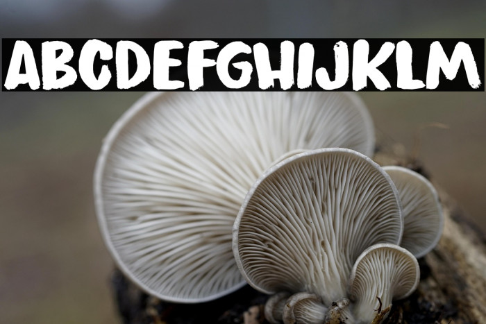 Peanut Crunch DEMO Regular Example 2