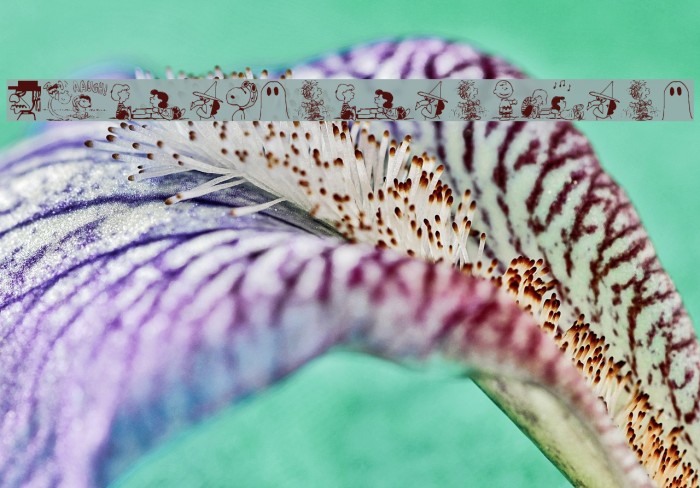 Peanuts Gang Dings Example 3