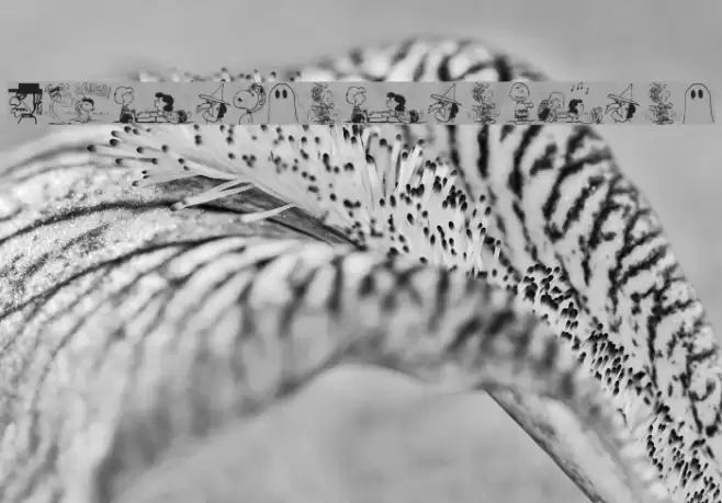 Peanuts Gang Dings Font examples