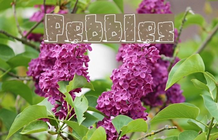 Pebbles Font examples
