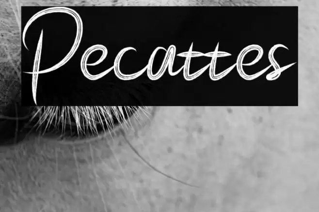 Pecattes Font examples