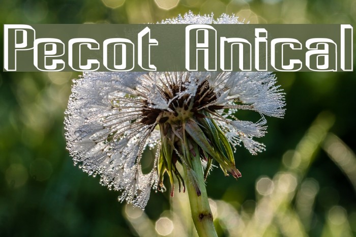 Pecot Anical Font examples