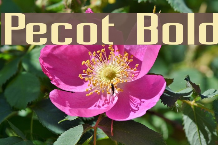 Pecot Bold Font examples
