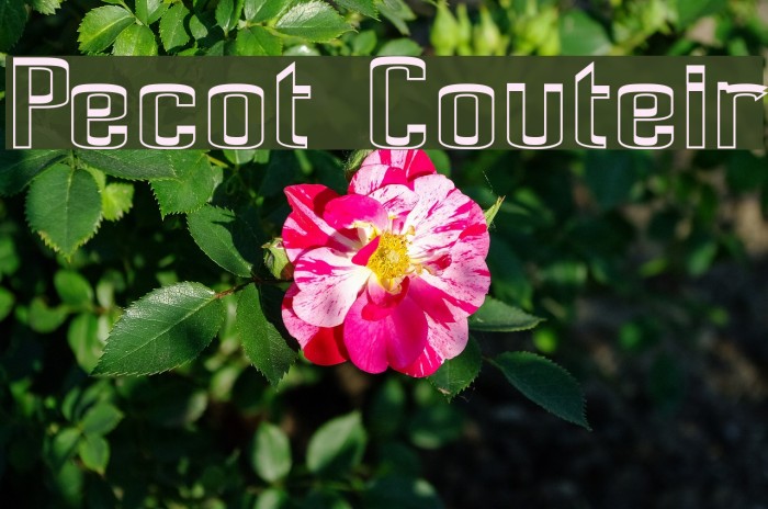 Pecot Couteir Font examples