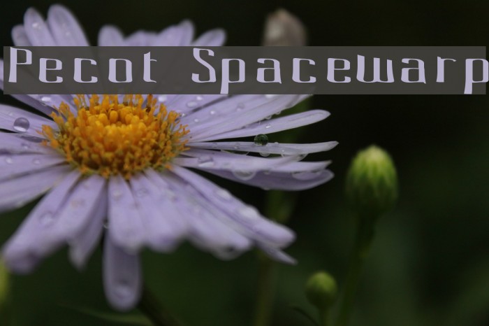 Pecot Spacewarp Schriftart examples