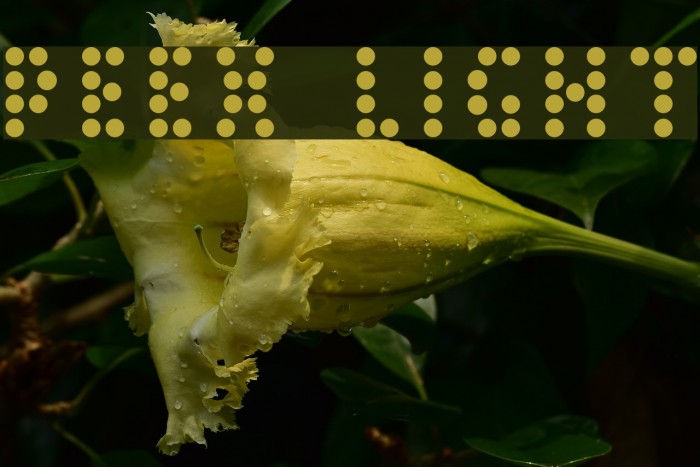 Peex Light Font examples