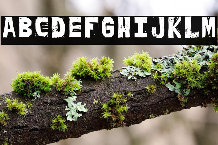 Peich Regular Example 2