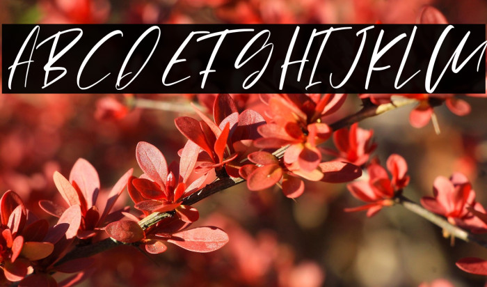 Pejuang Cinta Example 1