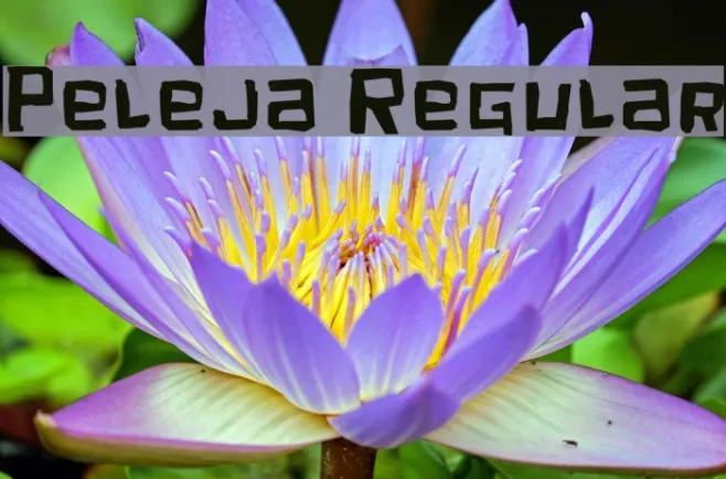 Peleja Regular Example 3