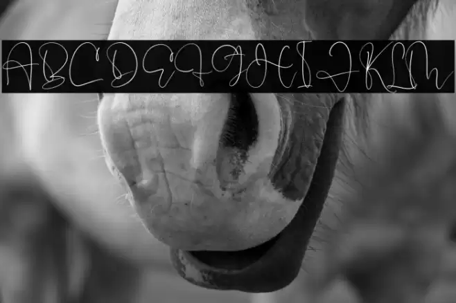 Pelgona Stilman Font examples