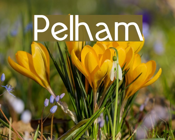 Pelham Font examples
