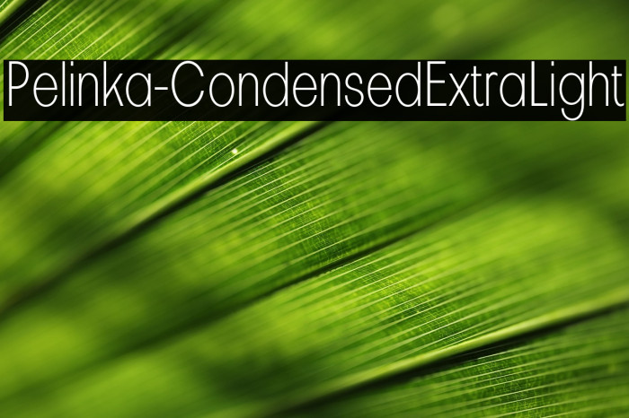 Pelinka-CondensedExtraLight Example 3