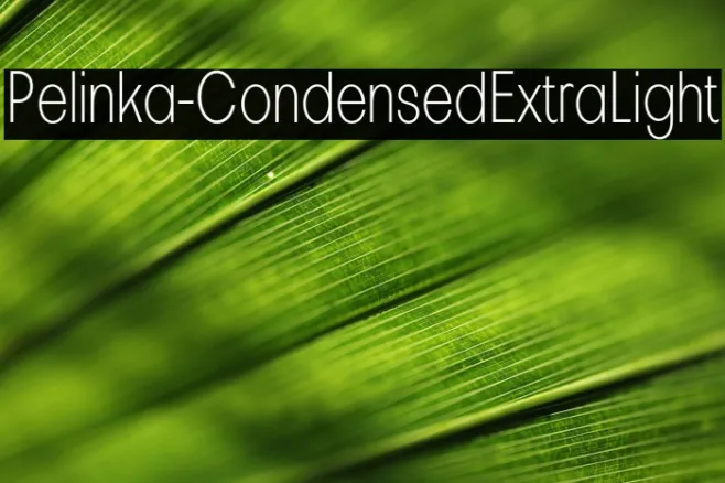 Pelinka-CondensedExtraLight Example 3