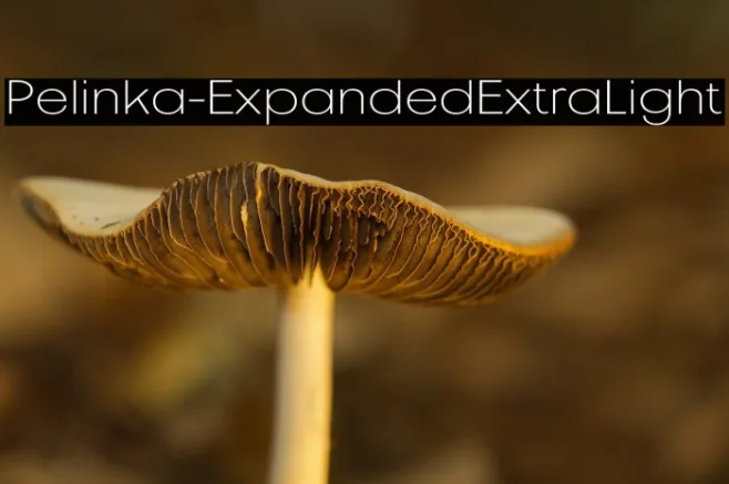 Pelinka-ExpandedExtraLight Example 3