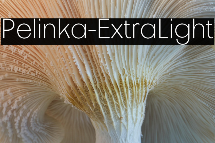 Pelinka-ExtraLight Example 1